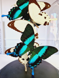 Butterfly Dome with 5 Papilio A1 quality butterflies 32cm RMV29