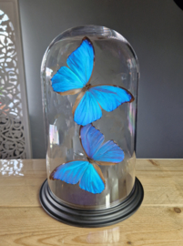 Butterfly Dome with 2 Morpho Didius butterflies 32cm RMV77