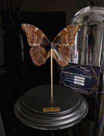 Butterfly Dome with 24ct gold plated Morpho Didius butterfly 32cm RMS04