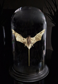 24ct Gold Leaf gilded Bat under dome RMS51