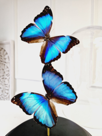 Butterfly Dome with 2 Morpho Peleides butterflies 32cm RMV28
