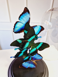 Butterfly Dome with 5 various A1 quality butterflies 32cm RMV32