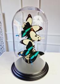 Butterfly Dome with 5 Papilio A1 quality butterflies 32cm RMV29