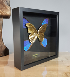 24ct Goldplated Morpho Didius Butterfly Artwork - in museum box / frame 25 x 25cm