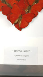 "Heart of Nature" Real Butterfly Artwork - in museum box / frame 25 x 25cm RMS19
