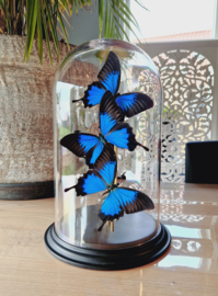 Butterfly Dome with 3 Blue Emperor butterflies 32cm RMV35