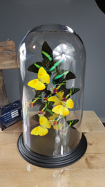 Butterfly Dome mixed with 12 Various Butterflies 42cm RMV23