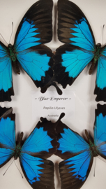 "Blue Emperor" Papilio Ulysses Butterfly Artwork - in museum box / frame 25 x 25cm RMS21