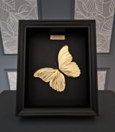 "Gold Beauty" 24ct Gold Leaf Morpho Didius - in museum box / frame 25 x 20cm RMS41