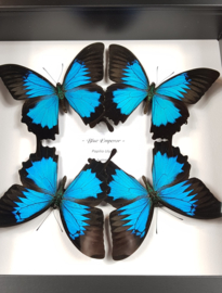 "Blue Emperor" Papilio Ulysses Butterfly Artwork - in museum box / frame 25 x 25cm RMS21