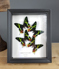 "Sunset Moths" Urania Ripheus Butterfly Artwork - in museum box / frame 25 x 20cm - RMS22