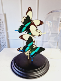 Butterfly Dome with 5 Papilio A1 quality butterflies 32cm RMV29