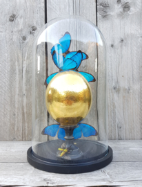 Glass Dome with 24ct Gold plated Ostrich Egg & 5 Morpho Butterflies NoV5