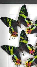 "Sunset Moths" Urania Ripheus Butterfly Artwork - in museum box / frame 25 x 20cm - RMS22