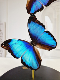 Butterfly Dome with 2 Morpho Peleides butterflies 32cm RMV28