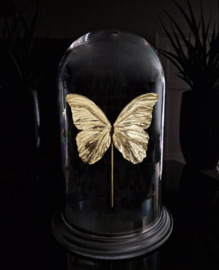 Goldplated Butterfly & Taxidermy Art