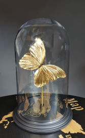 Butterfly Dome with 24ct gold plated Morpho Didius butterfly Deluxe 32cm RMS44