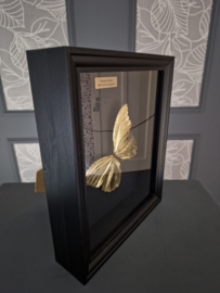 "Gold Beauty" 24ct Gold Leaf Morpho Didius - in museum box / frame 25 x 20cm RMS41