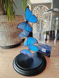 Butterfly Dome mixed with 3 Morpho Didius Butterflies 42cm RMV18