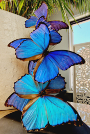 Butterfly Dome mixed with 5 Morpho Didius Butterflies 42cm RMV37