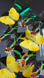 Butterfly Dome mixed with 12 Various Butterflies 42cm RMV23