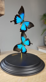 Butterfly Dome with 2 Blue Emperor butterflies 32cm RMV05