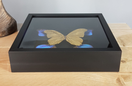 24ct Goldplated Morpho Didius Butterfly Artwork - in museum box / frame 25 x 25cm