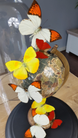 Butterfly Dome with various butterflies on Globe 42cm RMS01