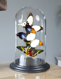Butterfly Dome with Various butterflies 27cm RMV11