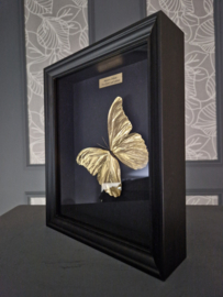 "Gold Beauty" 24ct Gold Leaf Morpho Didius - in museum box / frame 25 x 20cm RMS41