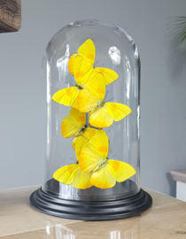 Butterfly Dome with Phoebis Philea butterflies 27cm RMV07
