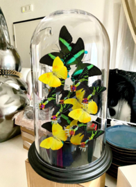Butterfly Dome mixed with 12 Various Butterflies 42cm RMV23