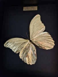 "Gold Beauty" 24ct Gold Leaf Morpho Didius - in museum box / frame 25 x 20cm RMS41