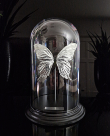 Butterfly Dome with silver plated Papilio Ulysses butterfly 27cm RMS47