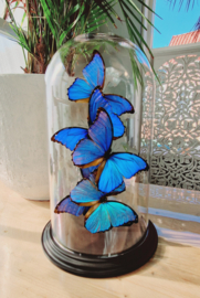 Butterfly Dome mixed with 5 Morpho Didius Butterflies 42cm RMV37