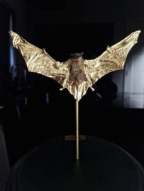 24ct Gold Leaf gilded Bat under dome RMS51