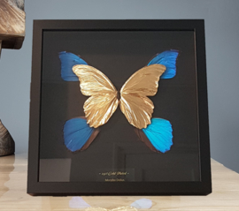 24ct Goldplated Morpho Didius Butterfly Artwork - in museum box / frame 25 x 25cm