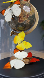 Butterfly Dome with various butterflies on Globe 42cm RMS01