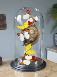 Butterfly Dome with various butterflies on Globe 42cm RMS01