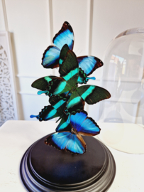 Butterfly Dome with 5 various A1 quality butterflies 32cm RMV32