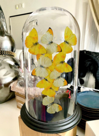 Butterfly dome mixed with 10 various butterflies 42cm RMV84