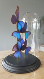 Butterfly dome mixed with morpho menelaus & didius butterflies 42cm RMV01