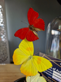 Butterfly Dome with 3 mixed butterflies 27cm RMV40