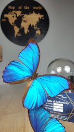 Butterfly Dome with Morpho Menelaus butterflies 27cm RMV10