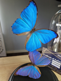 Butterfly Dome with 2 Morpho Didius butterflies 32cm RMV77
