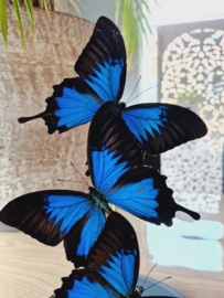 Butterfly Dome with 3 Blue Emperor butterflies 32cm RMV35