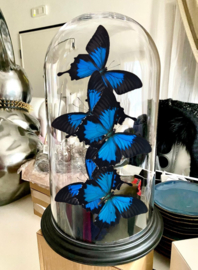 Butterfly Dome mixed with 5 Papilio Ulysses Butterflies 42cm RMV38