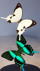 Butterfly Dome with Papilio Dardanus & Blumei butterflies 27cm RMV08