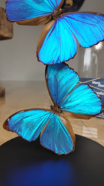 Butterfly Dome with Morpho Menelaus butterflies 27cm RMV10