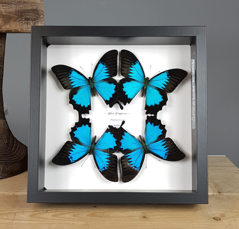 "Blue Emperor" Papilio Ulysses Butterfly Artwork - in museum box / frame 25 x 25cm RMS21